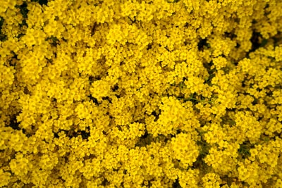 白天黄花田
